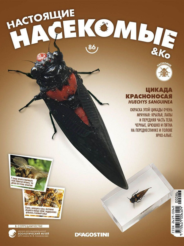 Журнал № 86 "Настоящие насекомые" (Цикада Красноносая)