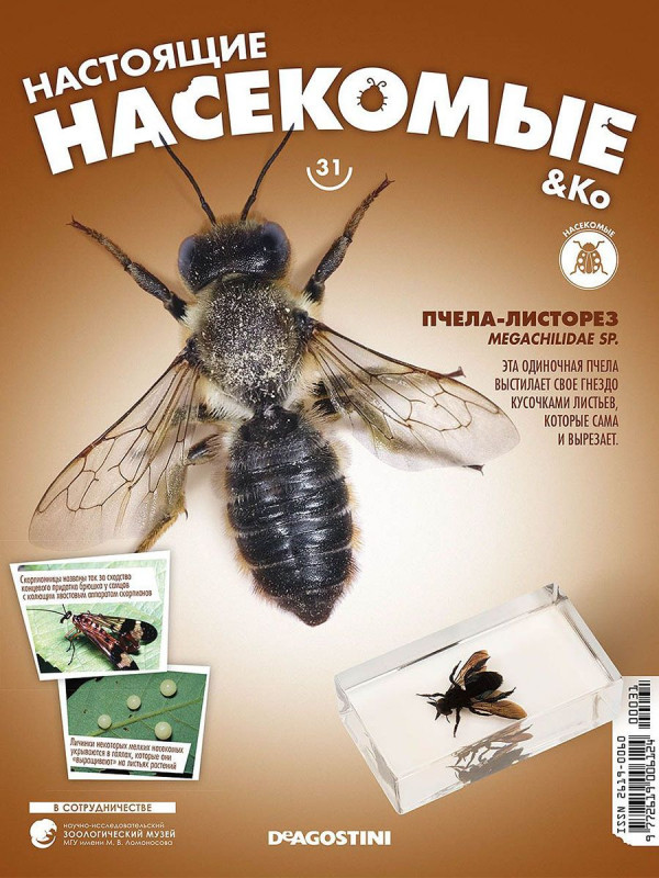 Журнал № 31 "Настоящие насекомые" (Пчела-листорез)