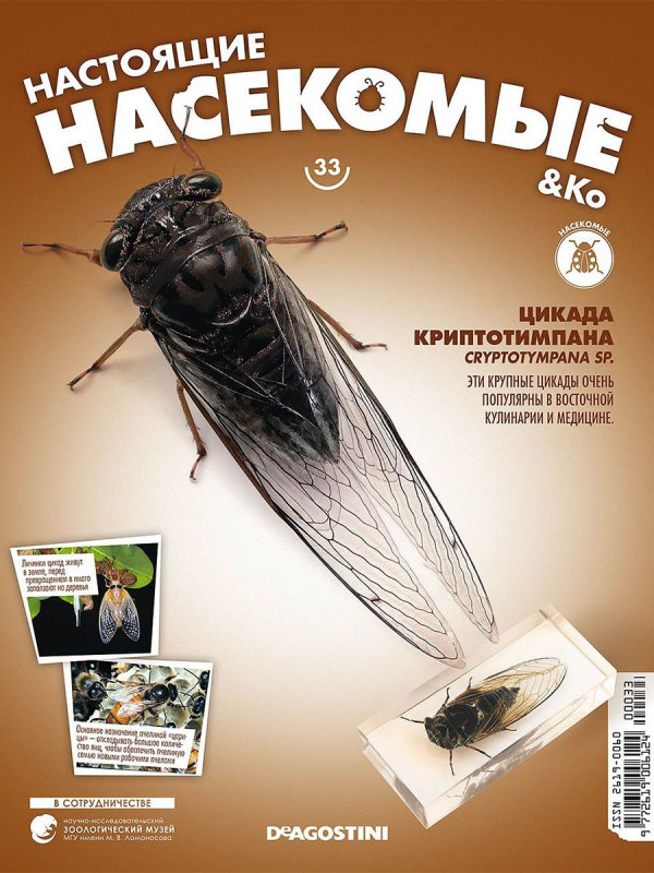 Журнал № 33 "Настоящие насекомые" (Цикада Криптотимпана)