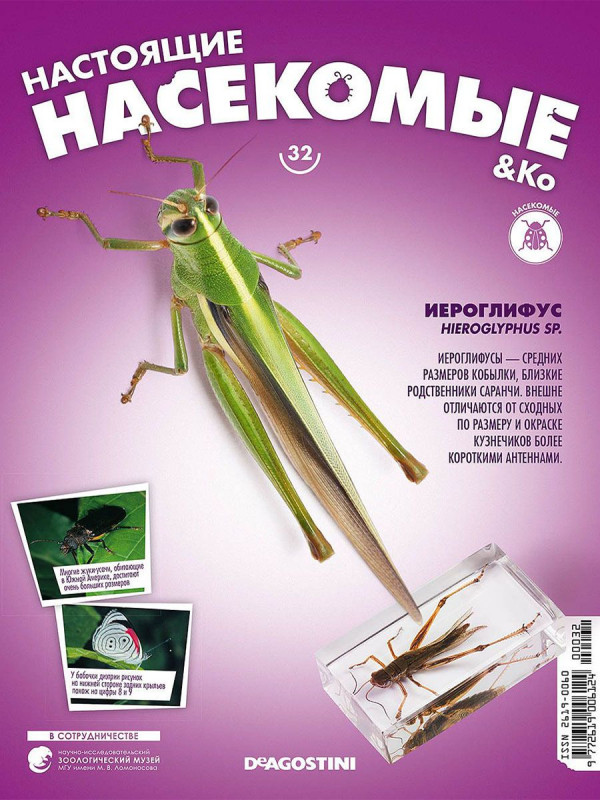 Журнал № 32 "Настоящие насекомые" (Кобылка Иероглифус)