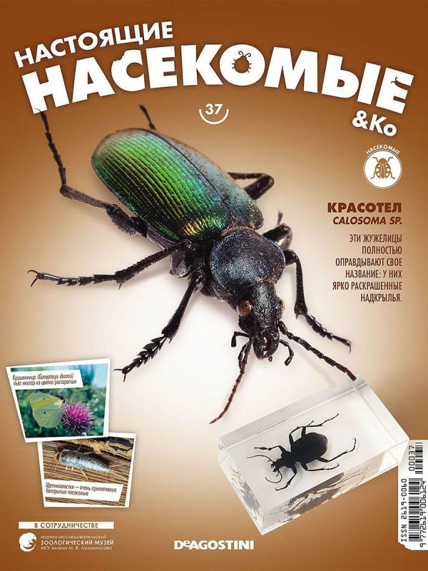 Журнал №37 "Настоящие насекомые" (Красотел)
