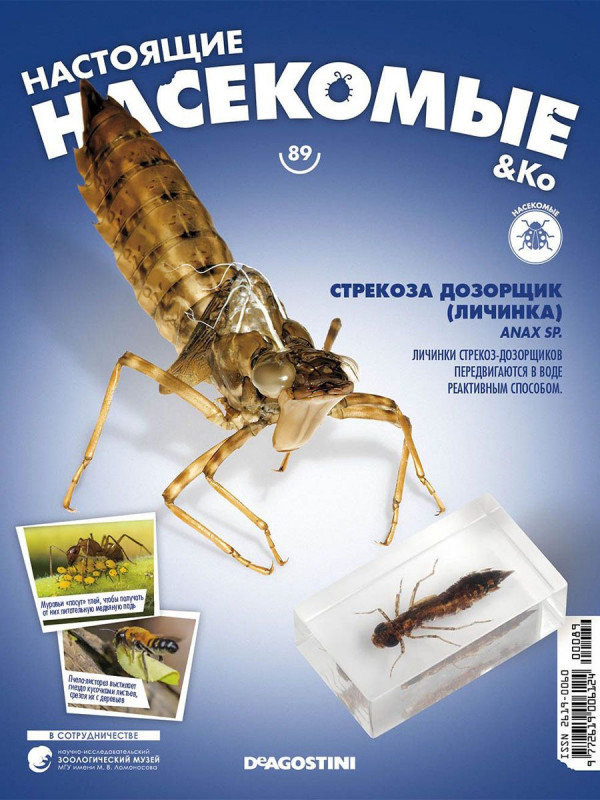 Журнал № 89 "Настоящие насекомые" (Стрекоза дозорщик. Личинка)