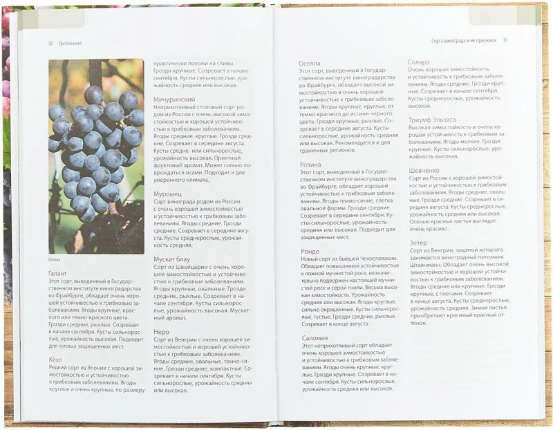 Ульрих, Форстер: Садовый виноград. Иллюстрированное руководство