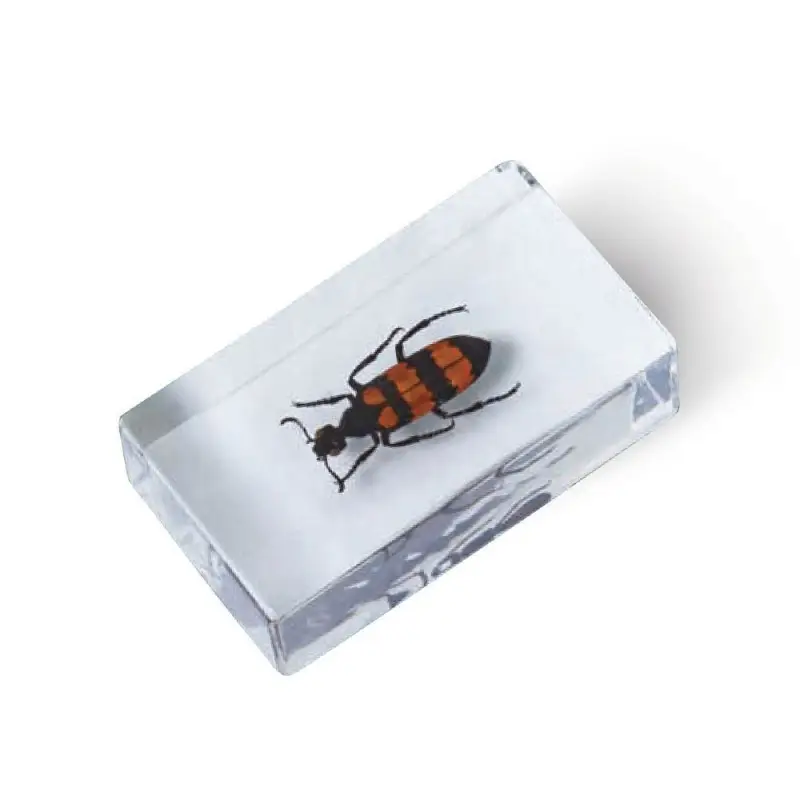 Журнал № 42 "Настоящие насекомые" (Жук-нарывник )