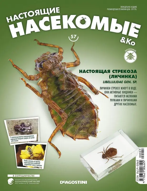 Журнал № 57 "Настоящие насекомые" (Настоящая стрекоза (личинка) )