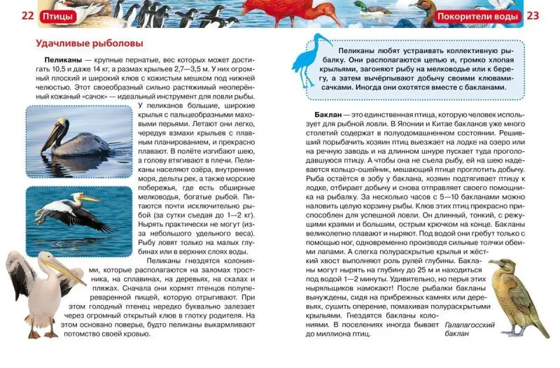 Птицы. Детская энциклопедия Росмэн