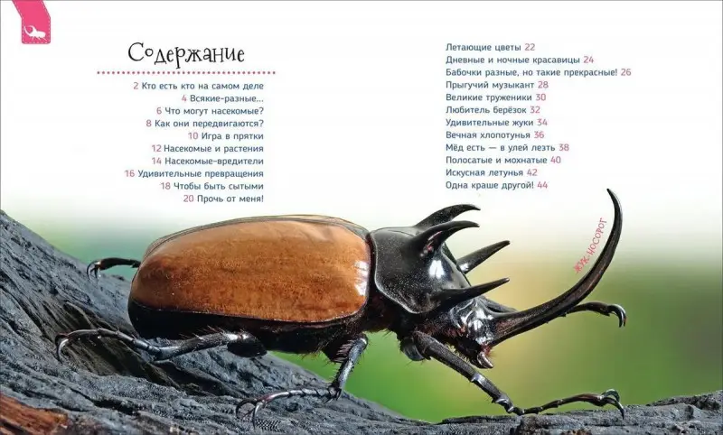 Насекомые (Первая энциклопедия)