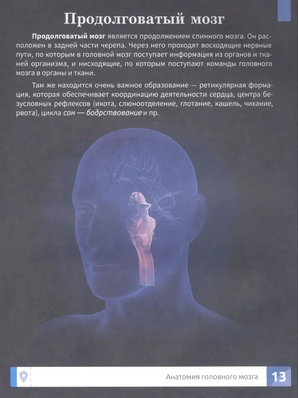 Уценка. Мозг человека. Самая умная энциклопедия