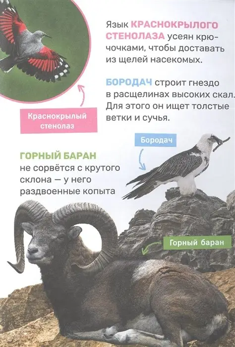 Уценка. Животные. Первая энциклопедия малыша