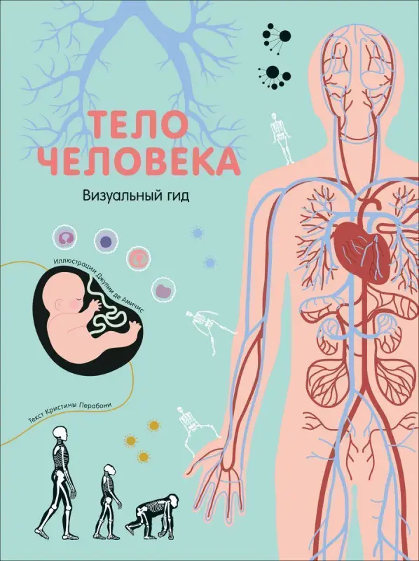 Уценка. Тело человека. Визуальный гид