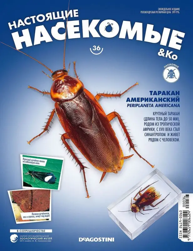 Журнал № 36 "Настоящие насекомые" (Таракан американский )