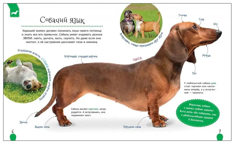Домашние питомцы (Первая энциклопедия)