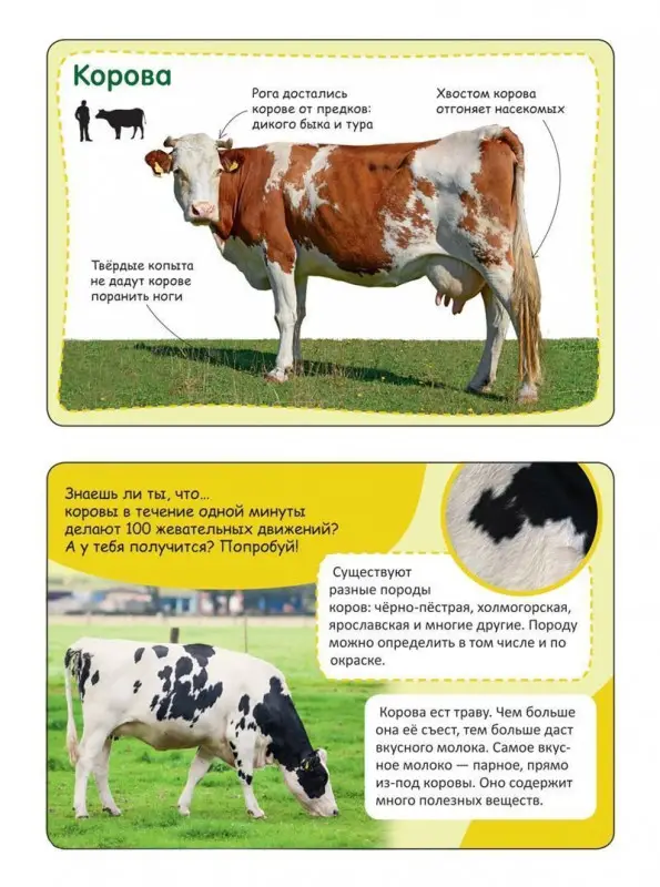 Уценка. Энциклопедия в карточках. Животные фермы