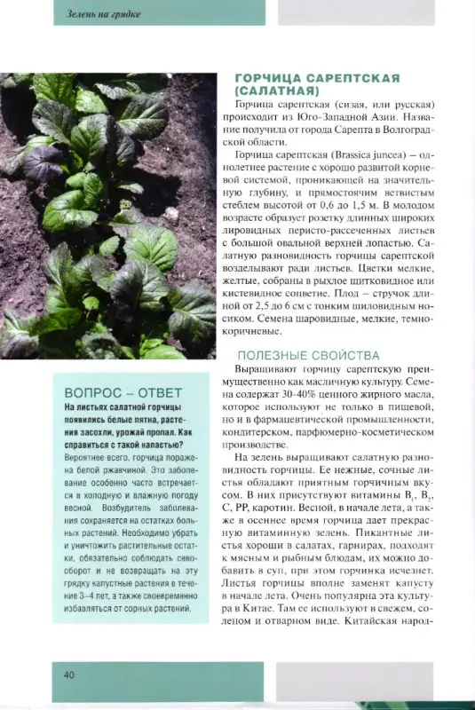 Моя чудесная дача. Том 5. Зелень на грядке