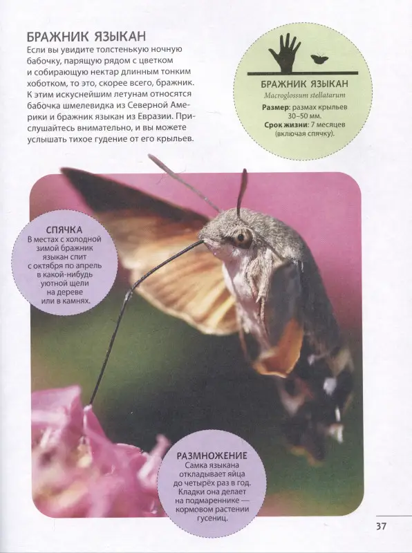 Невероятные насекомые и другие маленькие животные