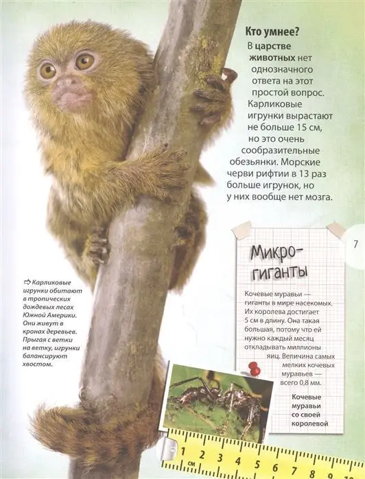 Уценка. Животные. Энциклопедия удивительных фактов