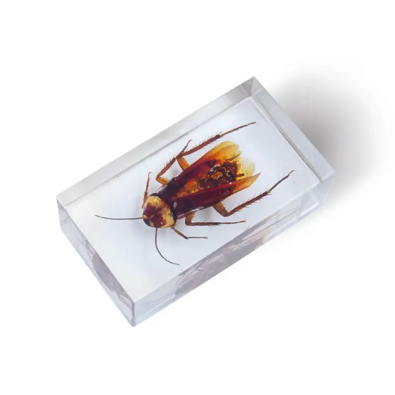 Журнал № 36 "Настоящие насекомые" (Таракан американский )