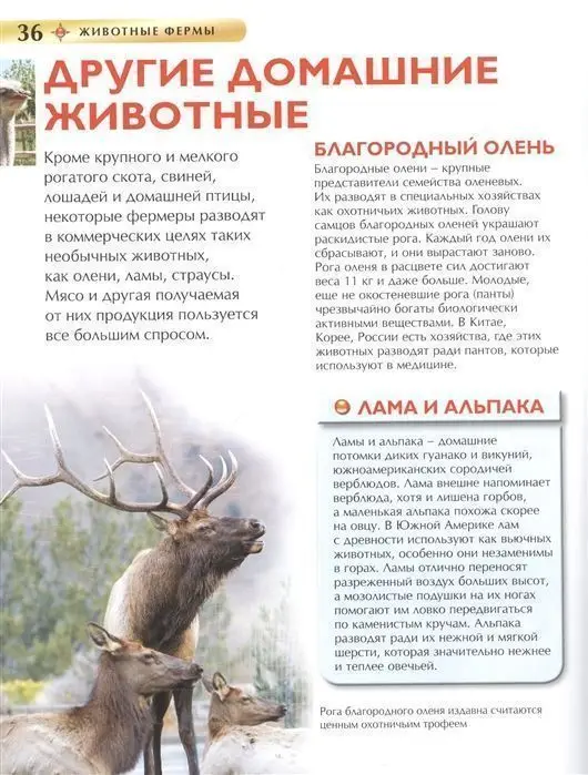 Уценка. Животные фермы. Детская энциклопедия