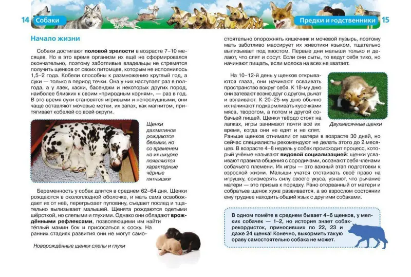 Собаки. Детская энциклопедия Росмэн