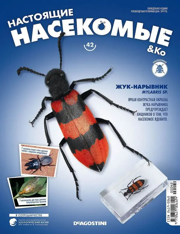 Журнал № 42 "Настоящие насекомые" (Жук-нарывник )