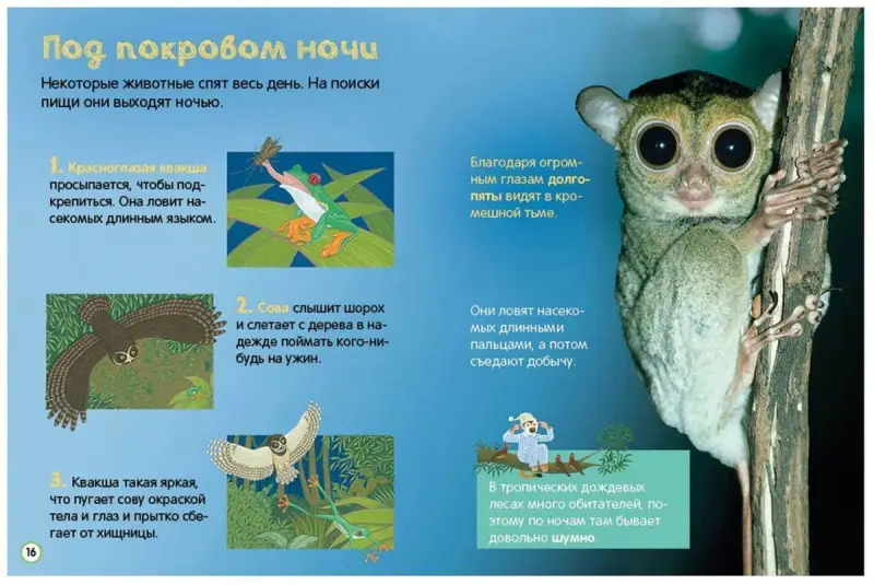 Джунгли. Энциклопедия для малышей