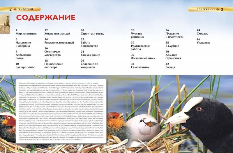 Уценка. Животные (978-5-353-05838-0)