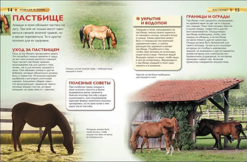 Уценка. Лошади и пони.