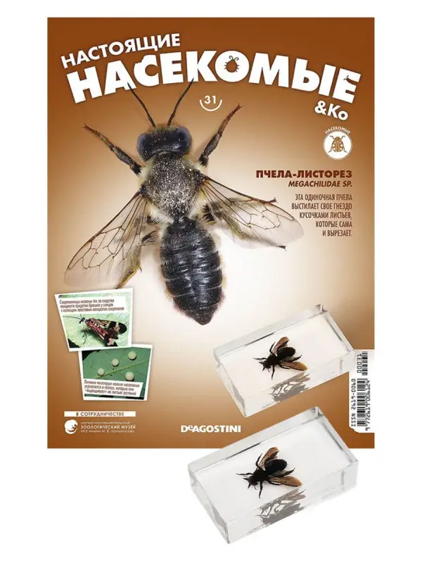 Журнал № 31 "Настоящие насекомые" (Пчела-листорез)
