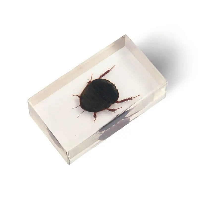 Журнал № 39 "Настоящие насекомые" (Таракан-черепашка (личинка) )