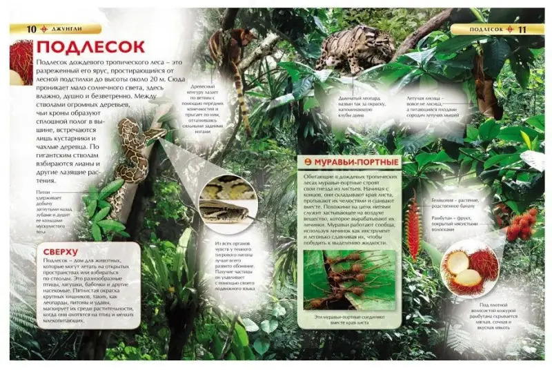 Уценка. Джунгли. Детская энциклопедия