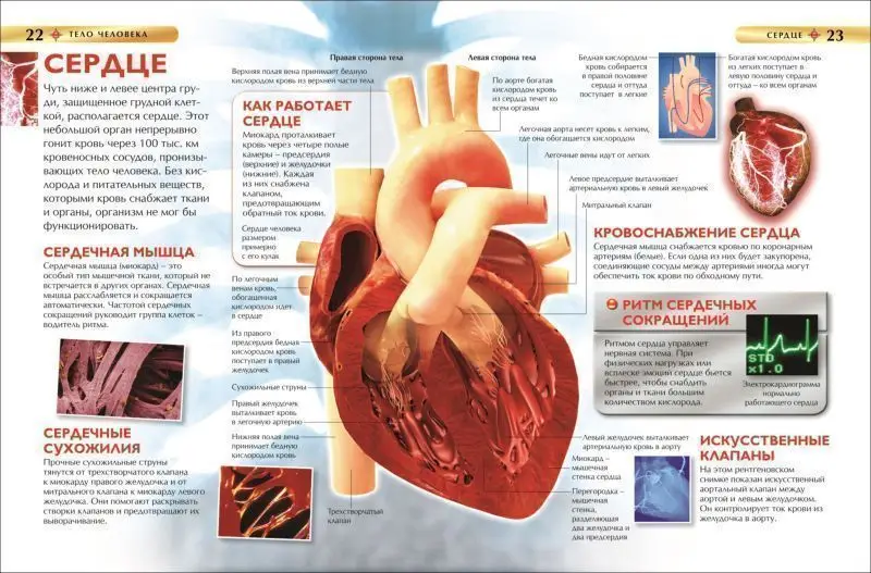 Тело человека. Детская энциклопедия
