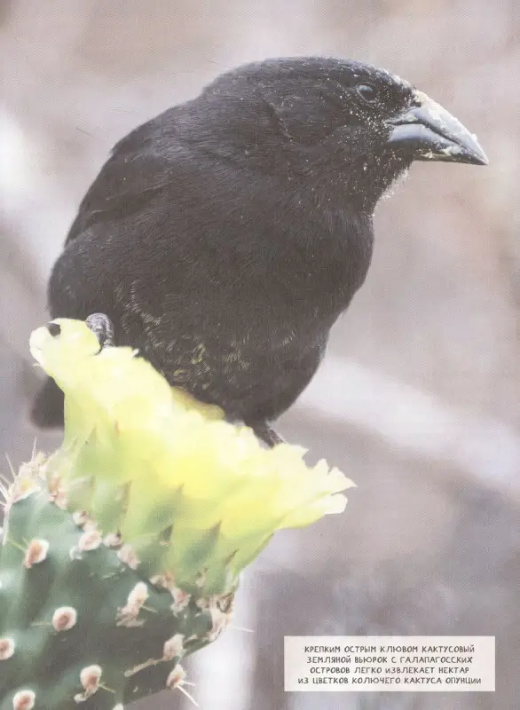 Уценка. Животные. Современная энциклопедия