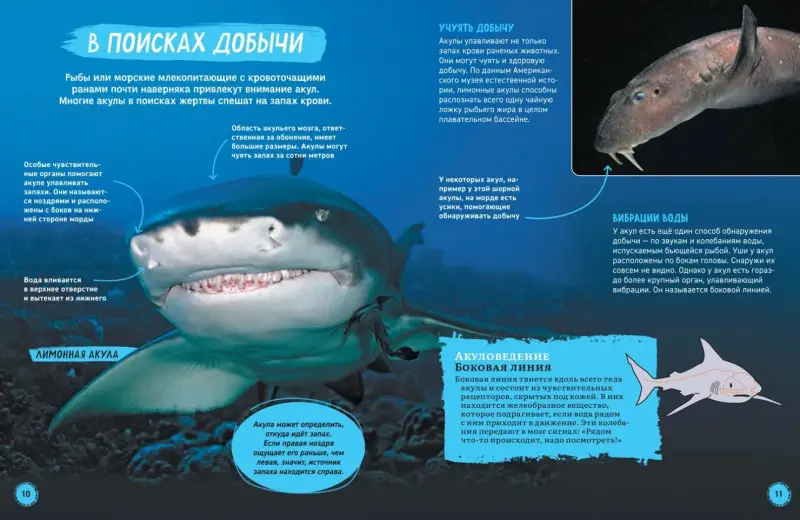 Уценка. Мэйсон Пол: Акулы. Иллюстрированная энциклопедия