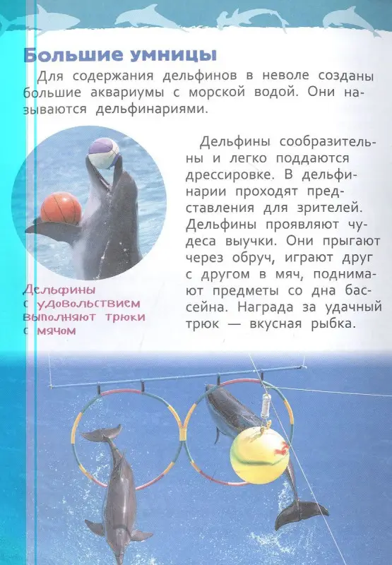 Акулы, киты и дельфины. Энциклопедия для детского сада