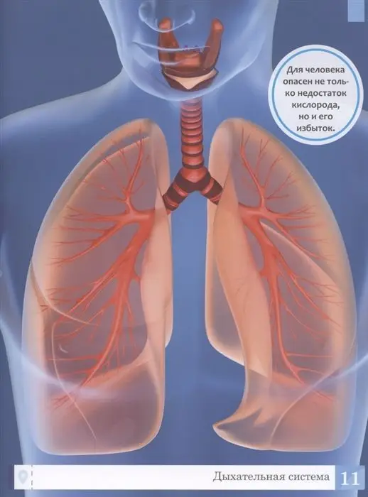 Уценка. Тело человека: энциклопедия