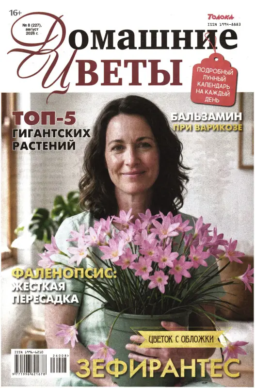 Домашние цветы 08/26