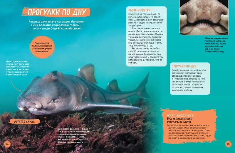 Уценка. Мэйсон Пол: Акулы. Иллюстрированная энциклопедия