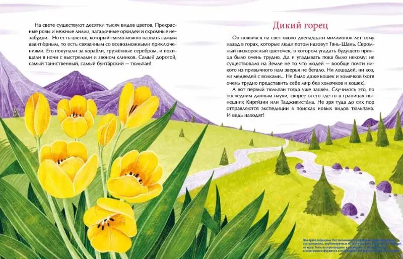 Тюльпан. Цветок султанов и мельников, Назаркин Николай Николаевич