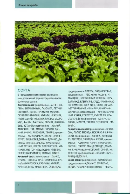 Моя чудесная дача. Том 5. Зелень на грядке