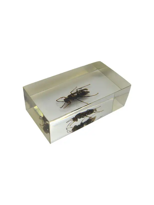 Журнал № 68 "Настоящие насекомые" (бумажные осы)