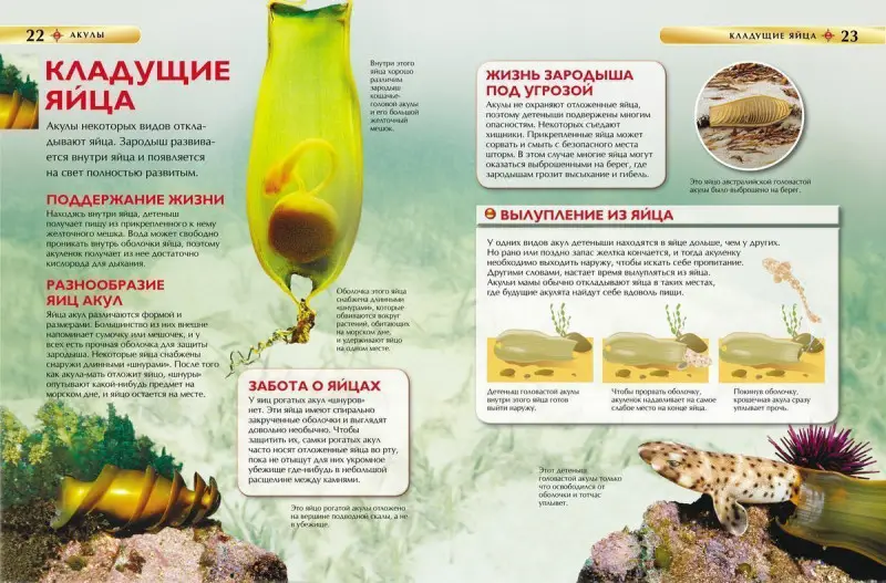 Уценка. Акулы. Детская энциклопедия