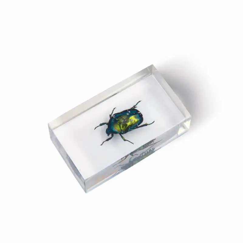 Журнал № 60 "Настоящие насекомые" (Бронзовка протэтия )