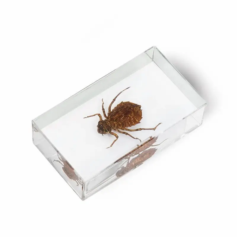 Журнал № 57 "Настоящие насекомые" (Настоящая стрекоза (личинка) )