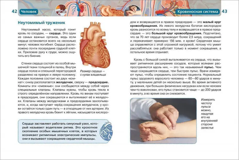 Человек. Детская энциклопедия Росмэн