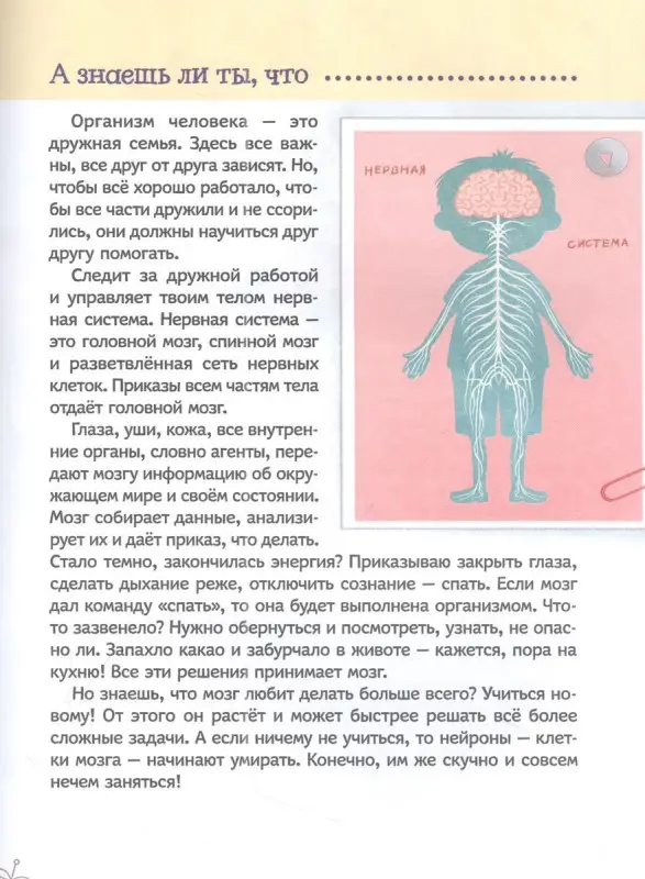 Тело человека