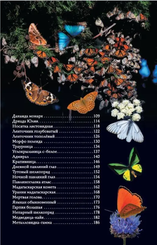 Спектор Анна Артуровна: Бабочки. Иллюстрированный гид