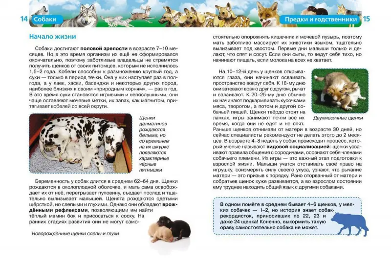 Уценка. Собаки. Детская энциклопедия Росмэн