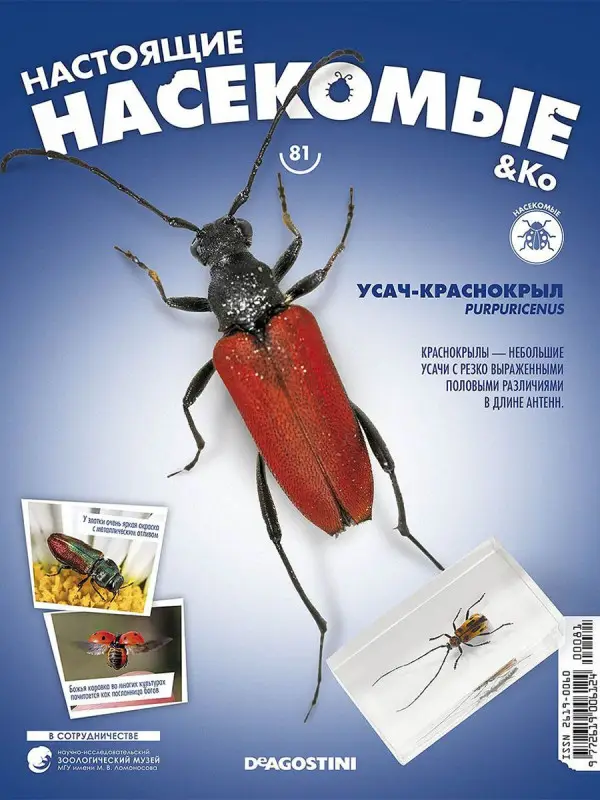 Журнал № 81 "Настоящие насекомые" (Усач-краснокрыл)