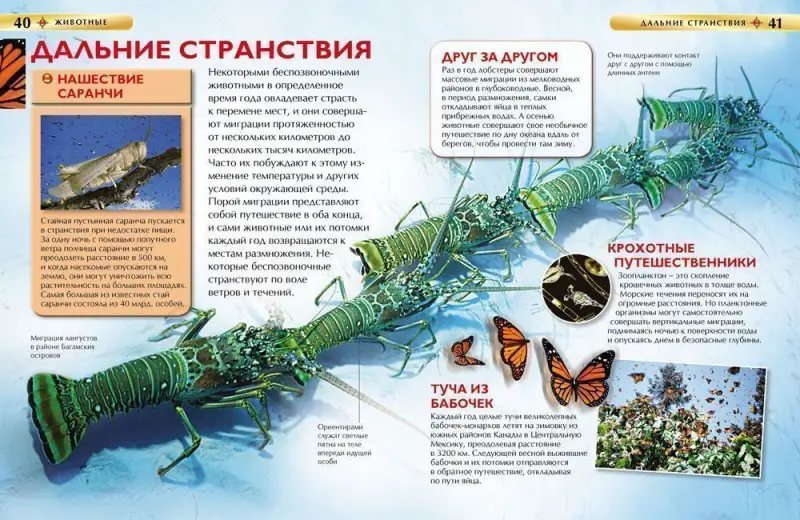 Уценка. Животные (978-5-353-05838-0)