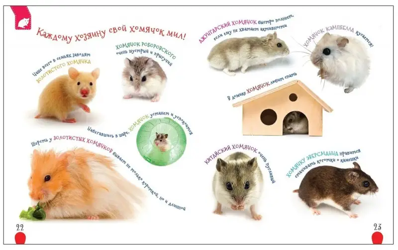 Домашние питомцы (Первая энциклопедия)